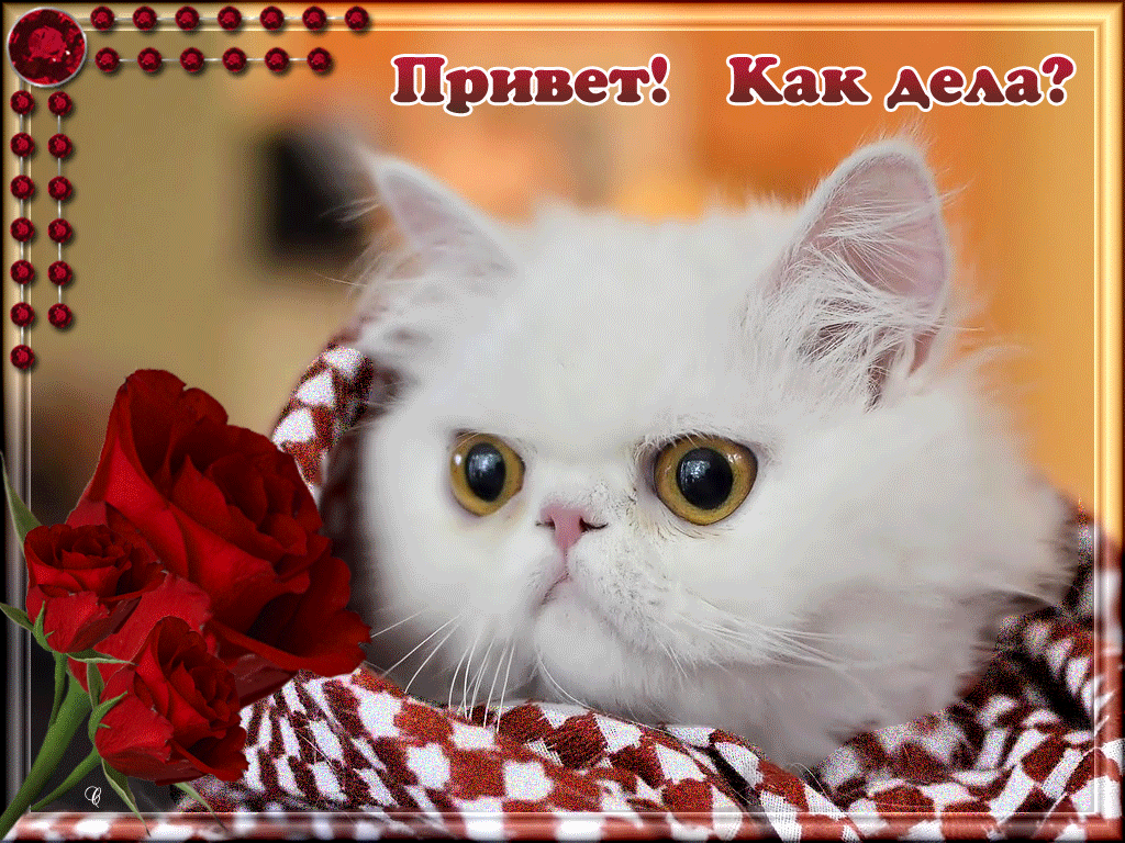 Да, мне нравятся котики)