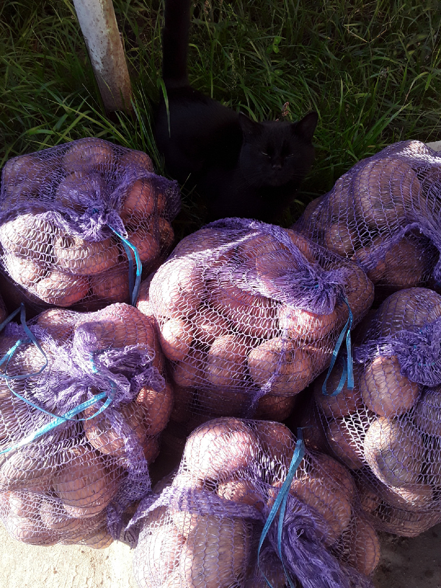 Картошечка домашняя.