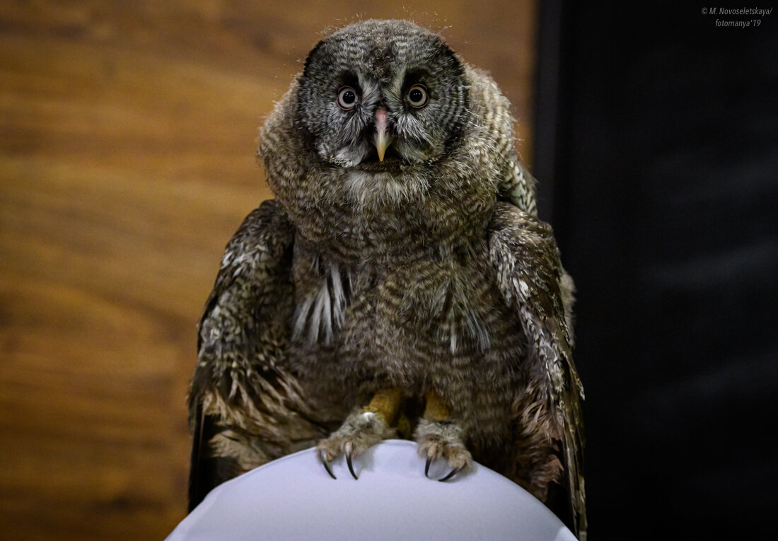 Фото: Мария Новоселецкая