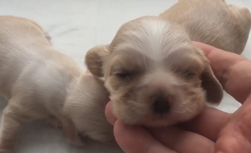 Маленькие и беспомощные