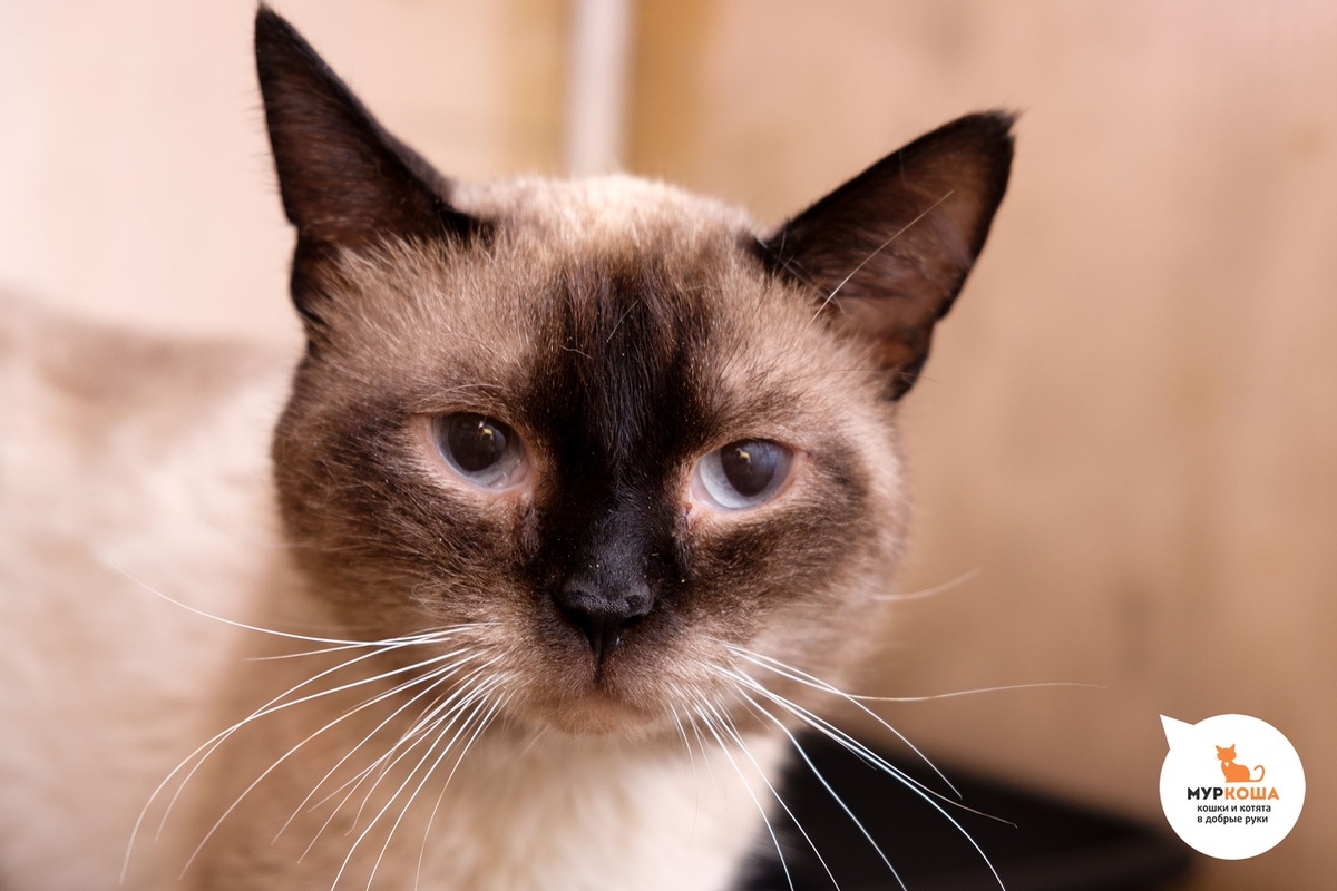 Равноценный обмен: им нужен дом, а вам точно необходим котик! 🏡😺 | Центр  помощи кошкам «Муркоша» | Дзен