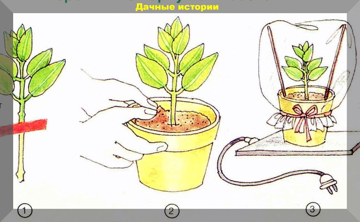 Размножение комнатных растений для начинающих. Подробно, но очень просто |  Дачные истории | Дзен