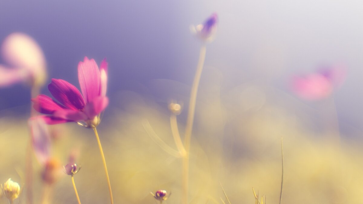 https://wallhere.com/ru/wallpaper/213392