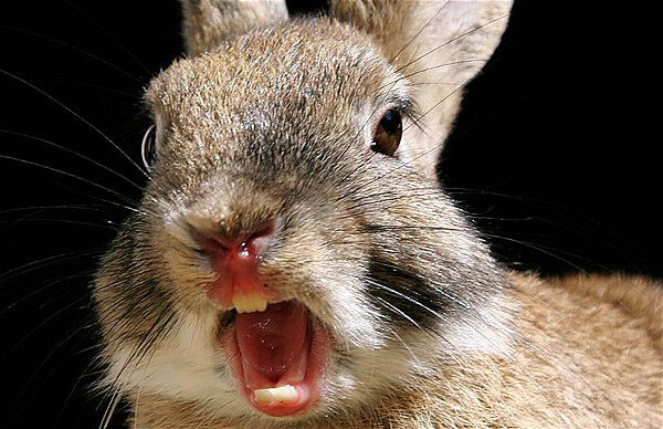 Укусить может и здоровый кролик.