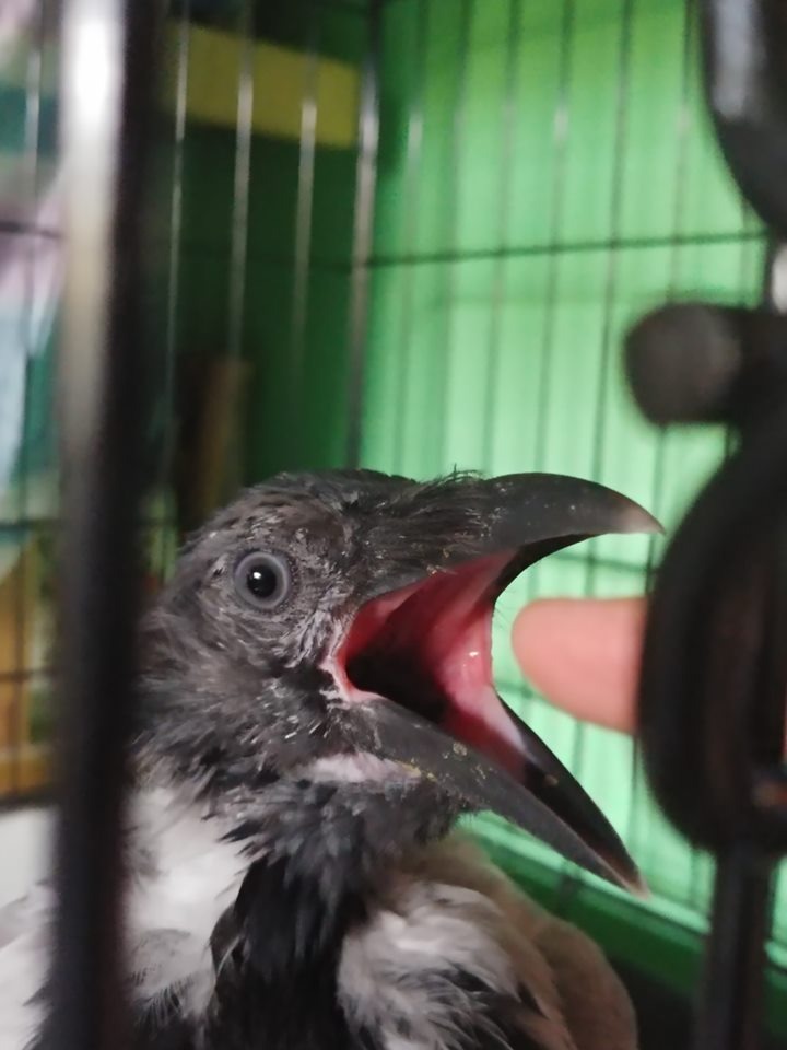 Маленькая птичка хочет есть