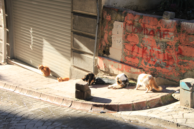Почему котам в Стамбуле можно все?