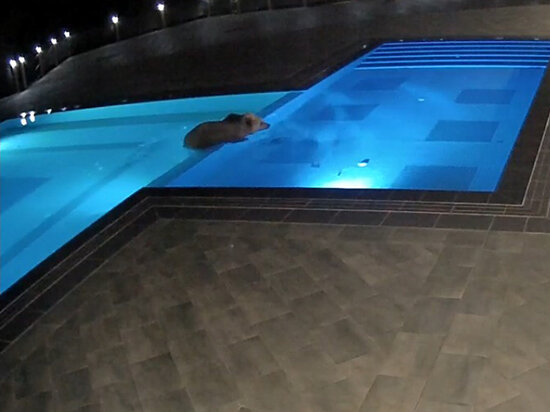 Медведь в бассейне