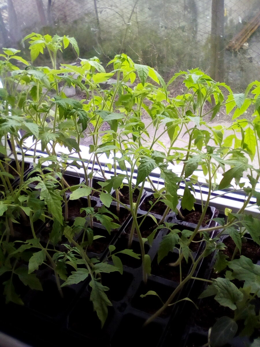 Рассада томатов на подоконнике.