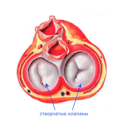 Створчатые клапаны