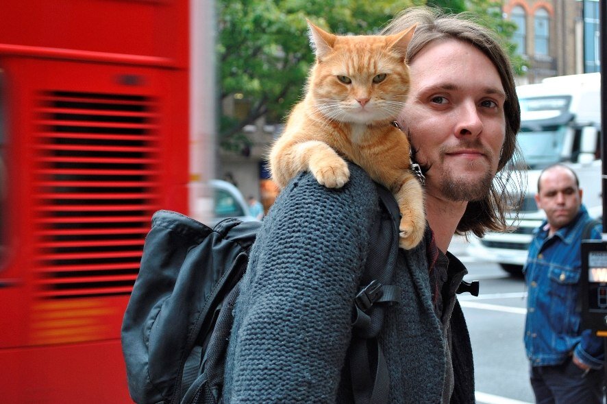 Уличный кот по кличке Боб