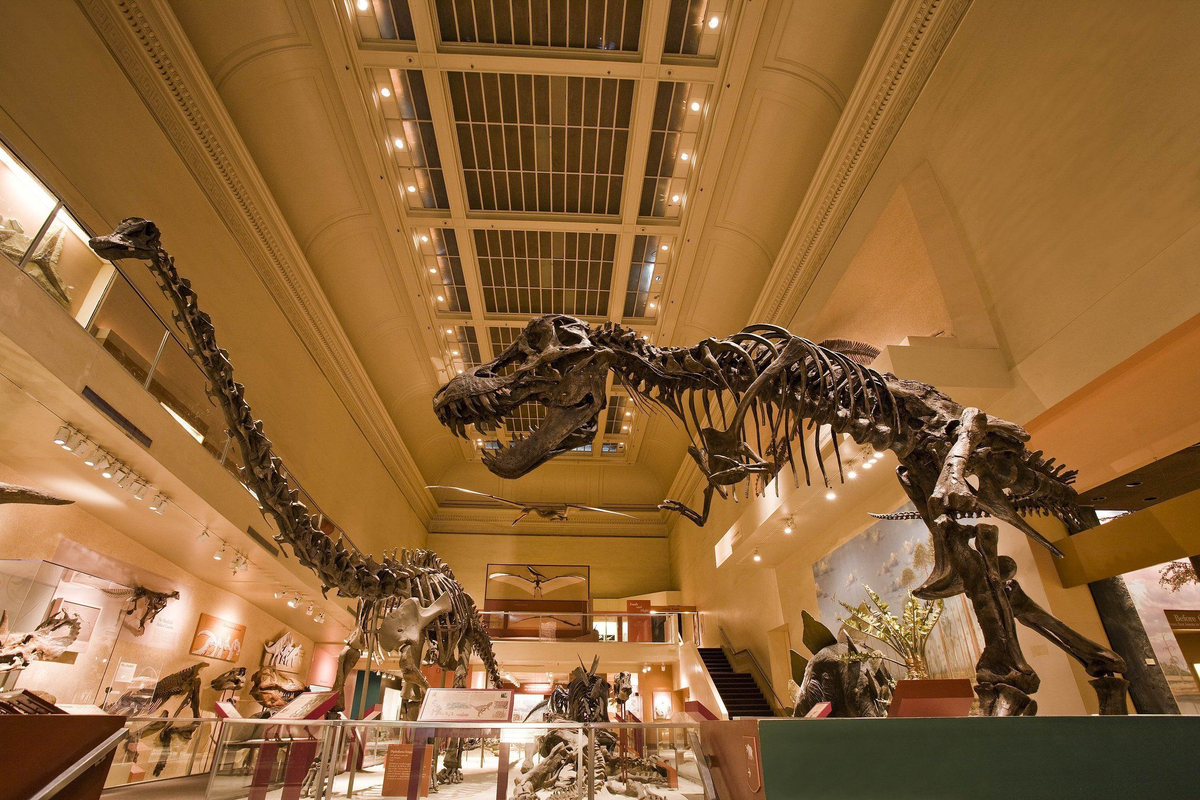 Smithsonian natural history museum. Национальный музей естественной истории (Вашингтон). Музей естественной истории Смитсоновского института в Вашингтоне. Национальный музей естественной истории Вашингтон зал динозавров. Смитсоновский музей Нью-Йорк.