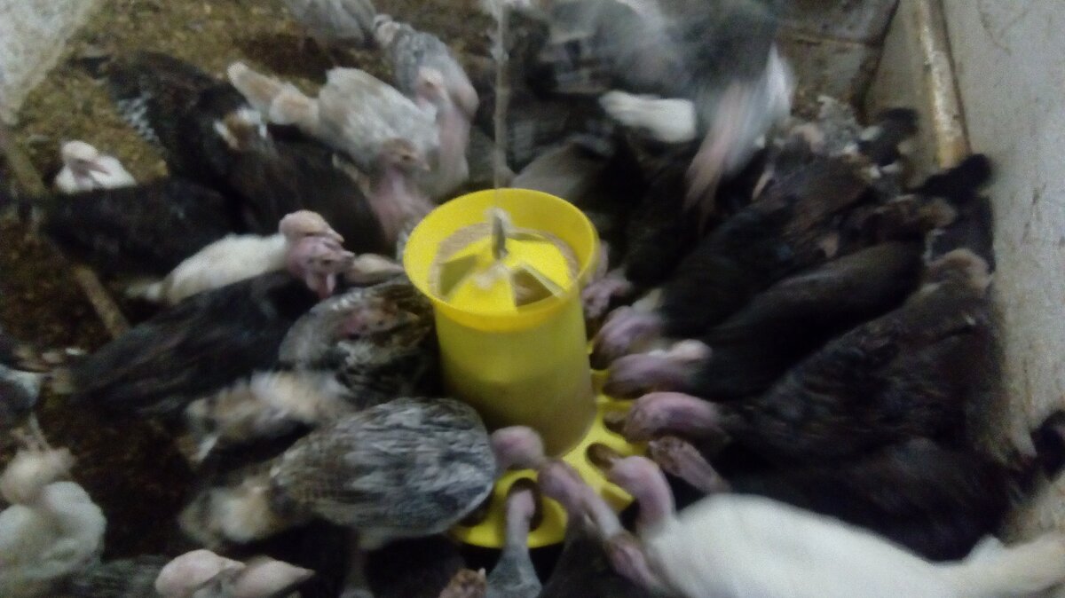 Индюшата вечно голодные. 