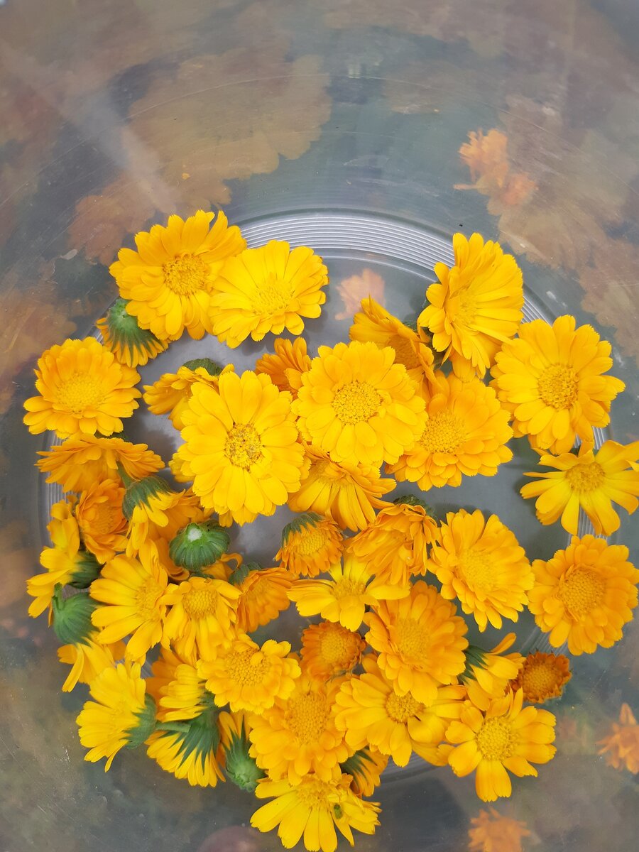 Собирают на сушку обычно соцветия