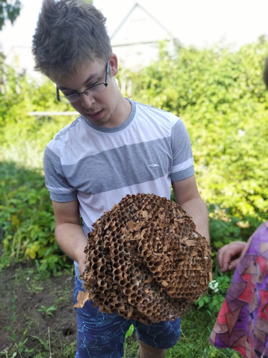 Гнездо шершней, к счастью, необитаемое...