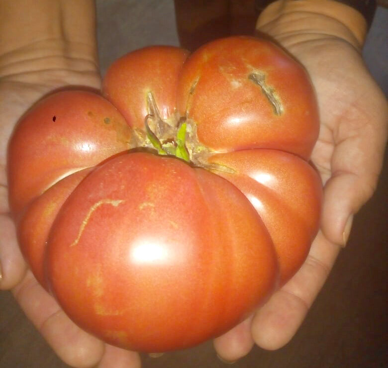 Томат спецназ. Помидоры спецназ фото. Отзывы огородников о сортах томатов.