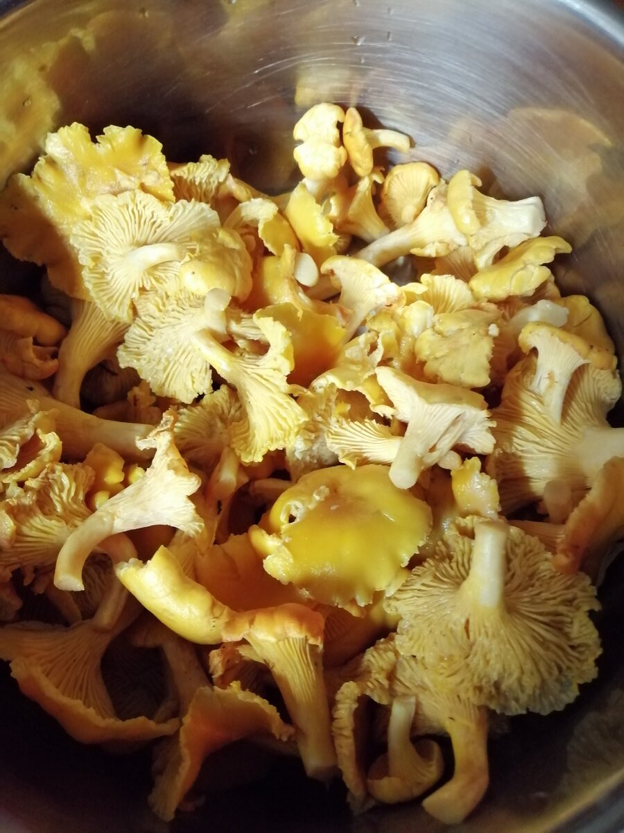 "Золото леса"- кантарелль-лисички.