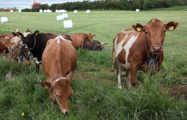 Способы лечения бородавок у коров: