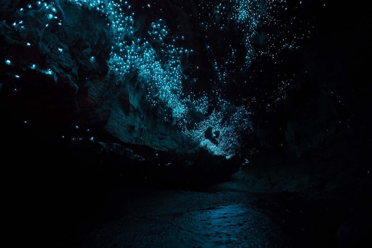 Пещеры Вайтомо (Waitomo Caves). Пещеры светлячков Вайтомо. Вайтомо новая Зеландия. Пещеры светлячков Вайтомо, новая Зеландия.