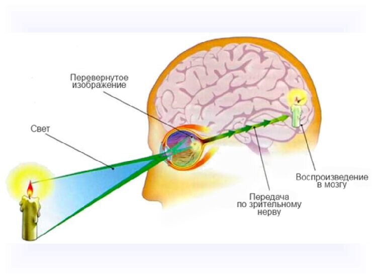 Механизм визуального восприятия изображения