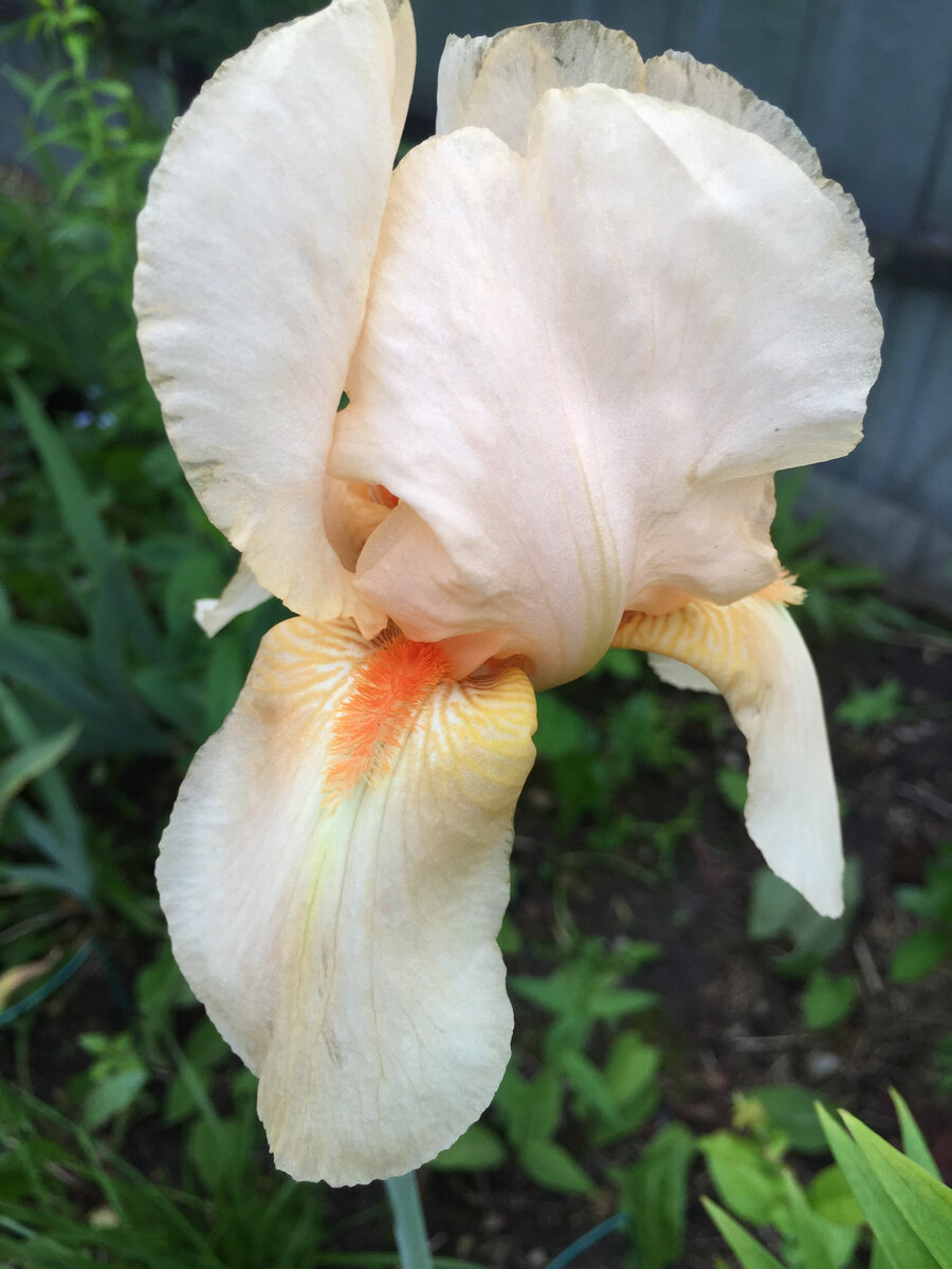 Ирис Констант Ваттец (Constant Wattez), листаем