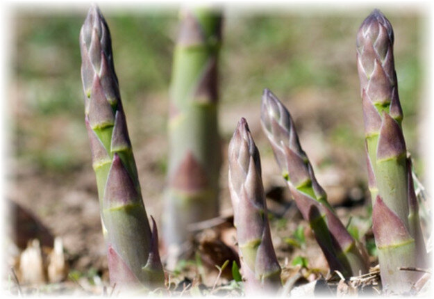 Сроки сбора урожая побегов: 4-8 недель. Чем старше растение, тем дольше период сбора.