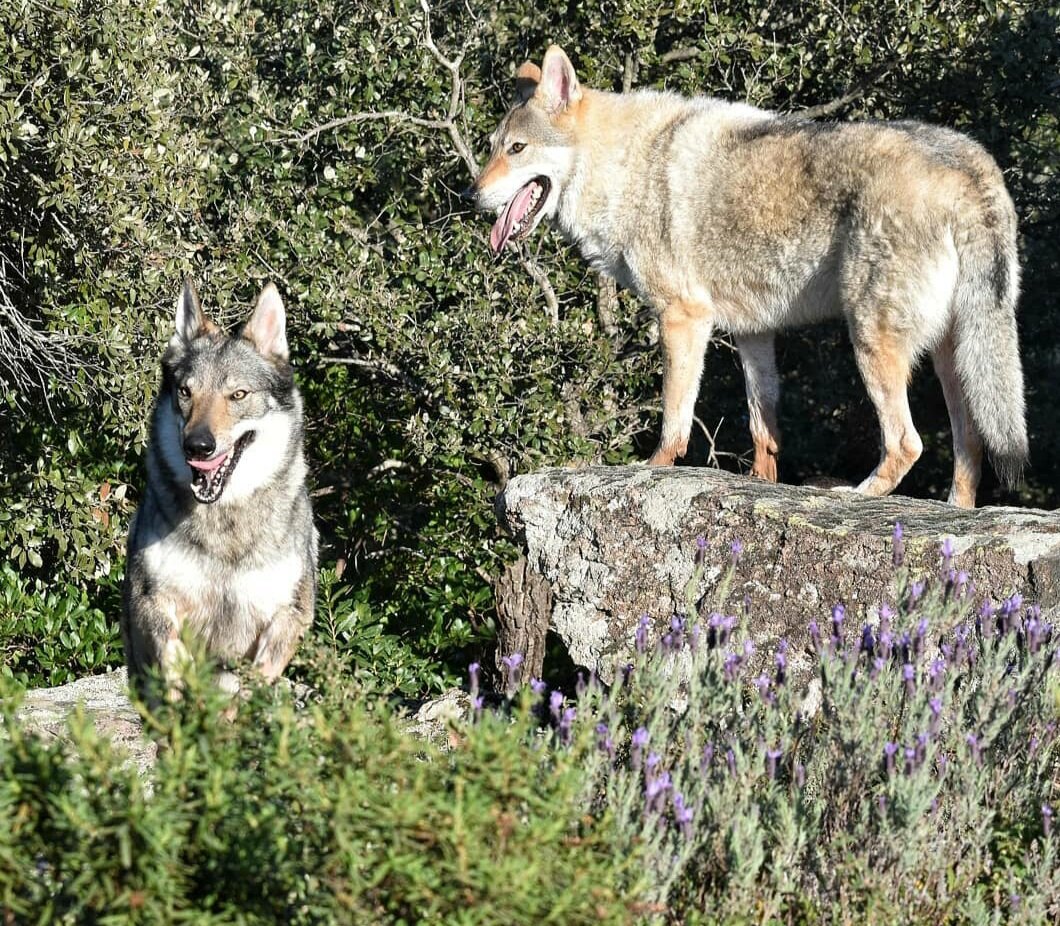 фото @joker_volfdog