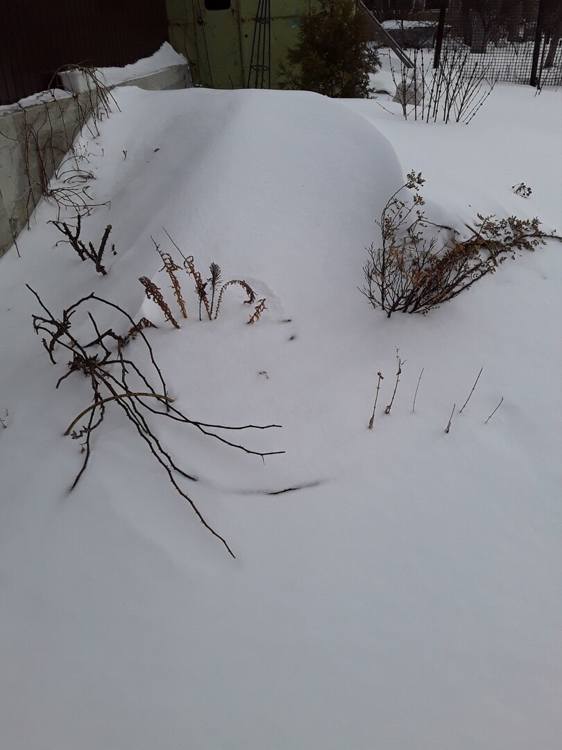 Из трех роз, с которых сдуло сне