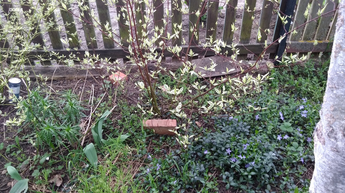 Обратите внимание на кирпич возле дёрена. Он тут лежит неспроста.