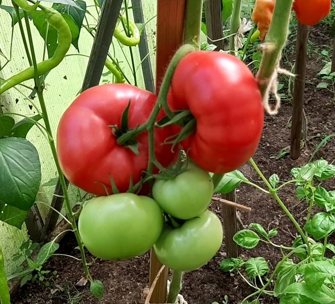 "Пинк биф f1". Фото автора. 