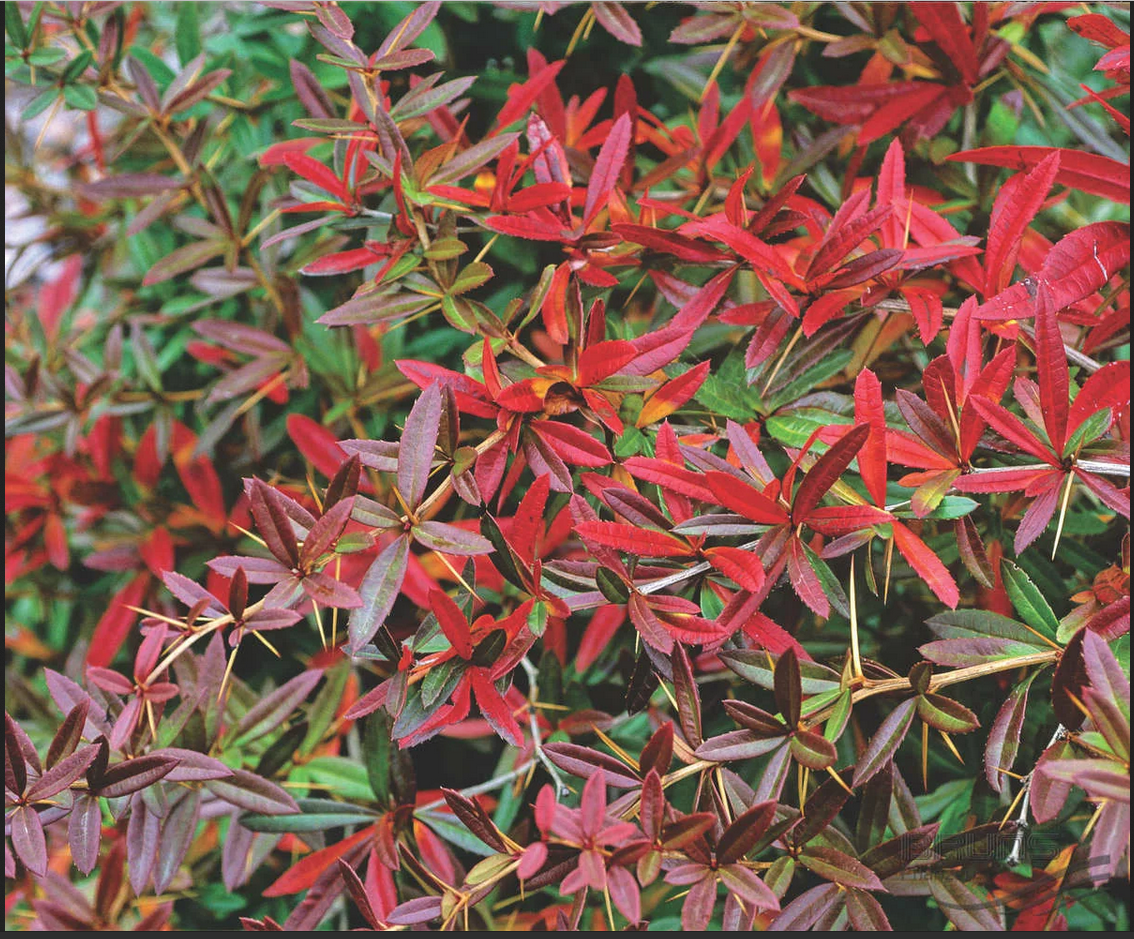 барбарис юлиана. барбарис юлианы дартс суперб. барбарис юлиана плоды съедобные?. барбарис юлиана (berberis julianae). барбарис julianae.