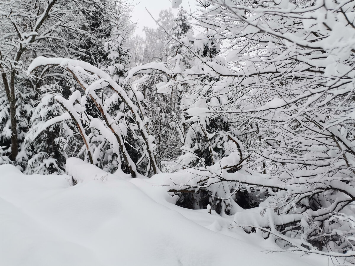 ну вот и дождались снега.