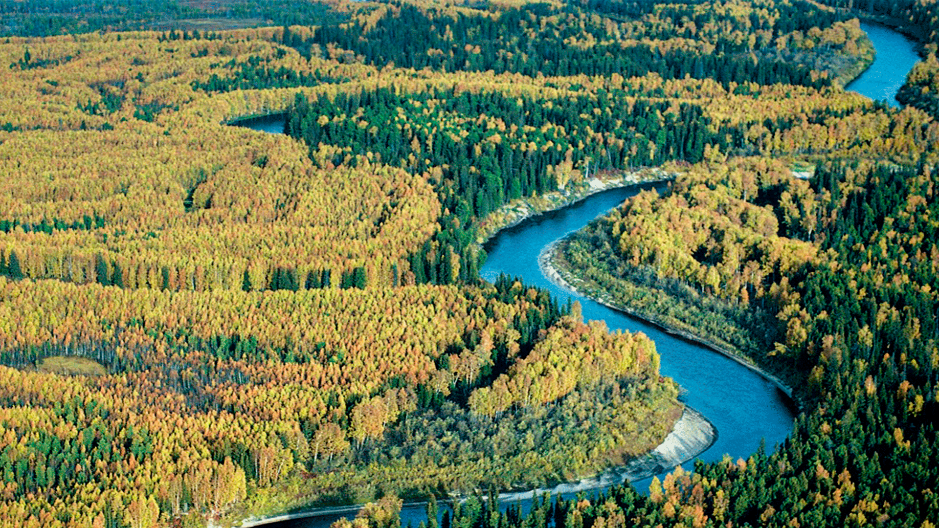 Большие реки западно сибирской равнины. Тайга Алтай и Сибири. Леса Сибири. Сибирь Тайга. Сибирь фото.