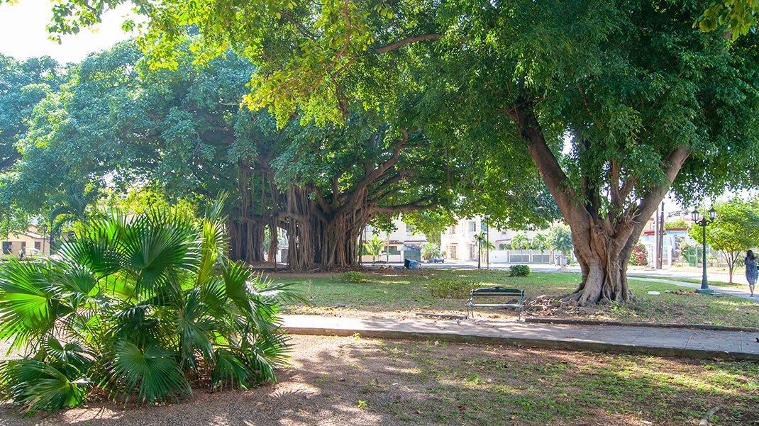 Парк фикусов