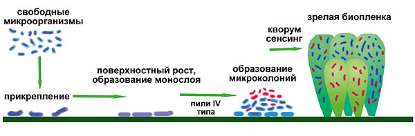 Стадии образования биопленок.