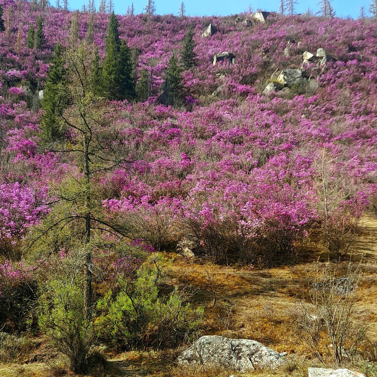 Маральник называют алтайской сакурой. Цветёт всего две недели.