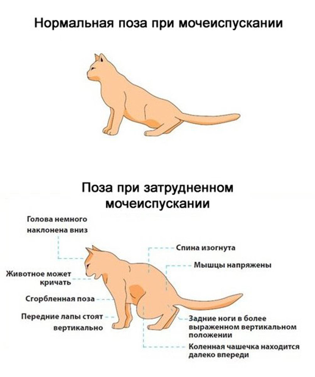 Когда хозяину пожилой кошки надо насторожиться / Болезни старости (2) |  Ветеринарный диетолог vetLIFE | Дзен