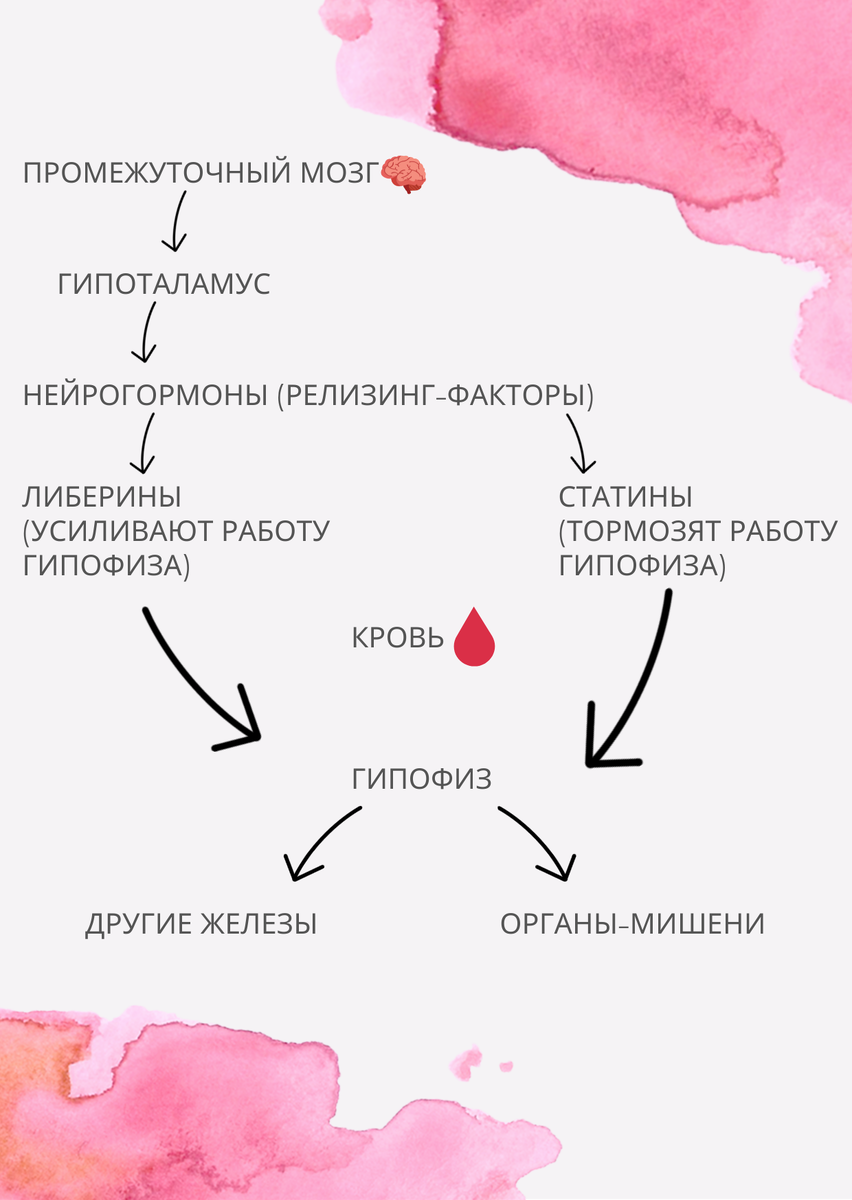 Схема взаимодействия нервной и эндокринной систем. Гипоталамус и гипофиз - структуры головного мозга, составляют Гипоталамо-гипофизарную систему, которая регулирует физиологические процессы в организме. 