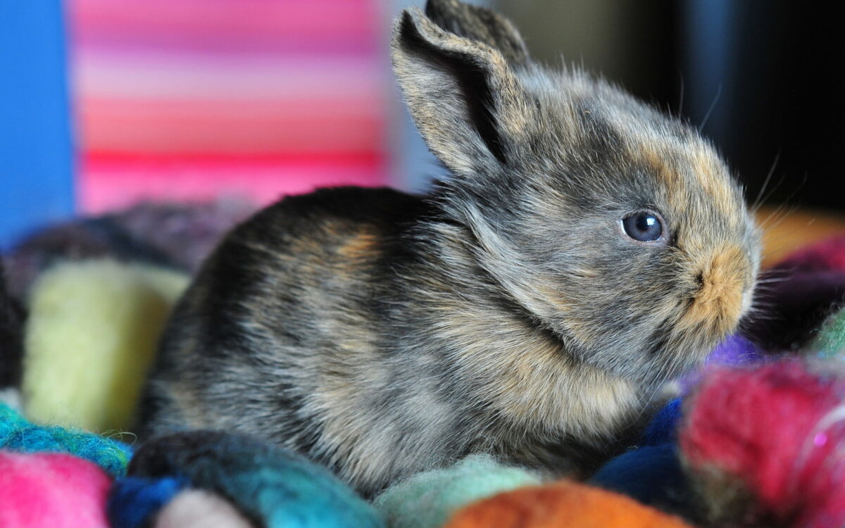 Кролик карликовый короткоухий. Карликовый кролик Пигмей. Карликовый кролик трехцветный. Цветной карликовый кролик. Домашний маленький кролик
