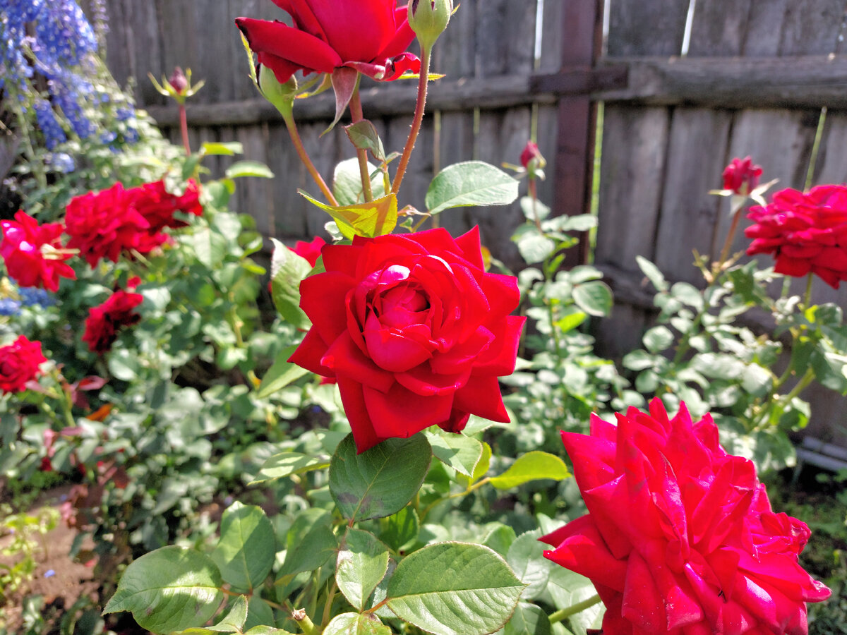 Я к розам хочу, в тот единственный сад...(@ Анна Ахматова "Летний сад")