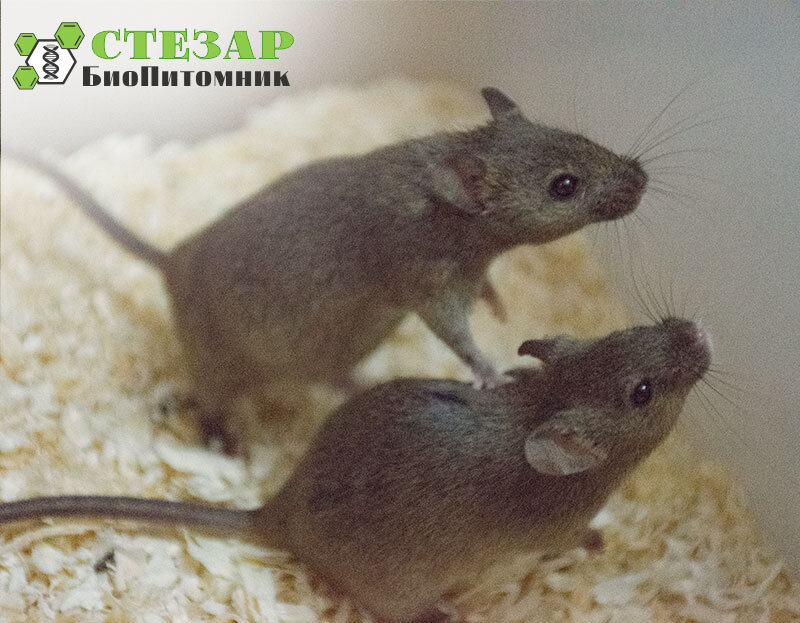 Лабораторные мыши CBA в БиоПитомнике Стезар / Фото с нашего сайта www.biopitomnik.ru