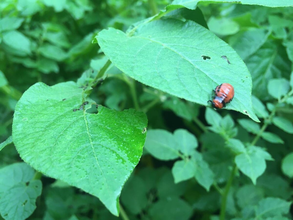 Личинка колорадского жука