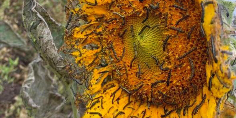 Гусеницы уничтожают поля подсолнечника