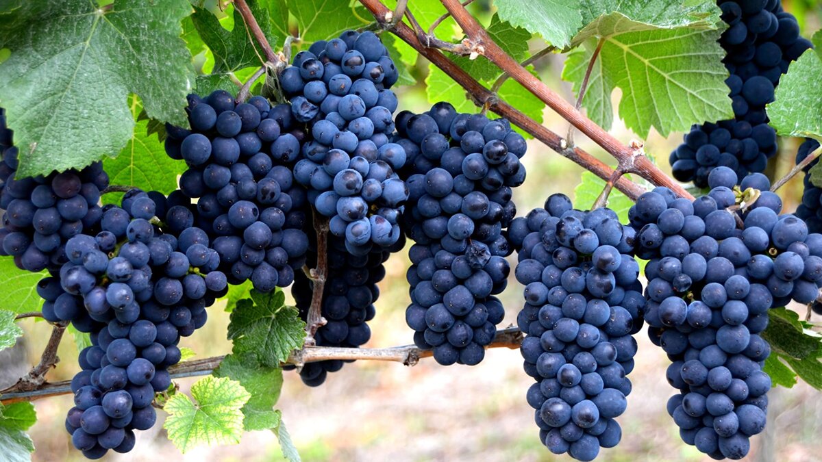 Виноград сорта Кузьминский синий