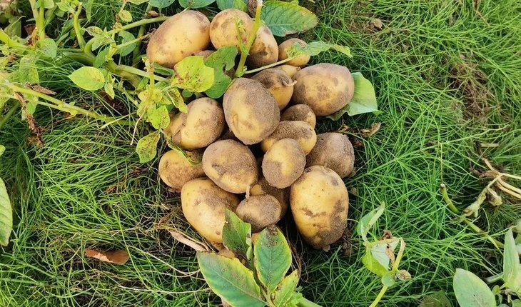    Жук, с поля прочь!