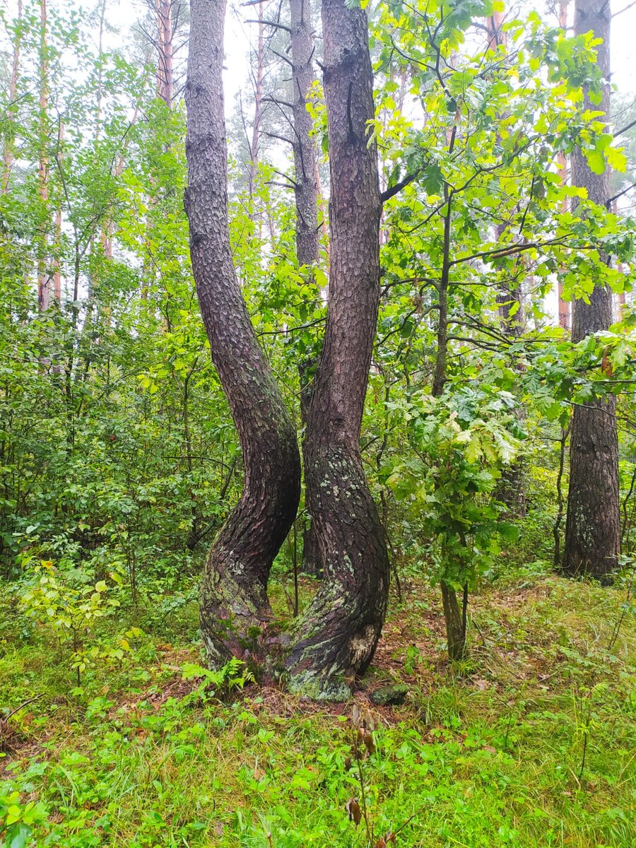 Если перевернуть похоже на ноги))) Кривые, но ноги)
