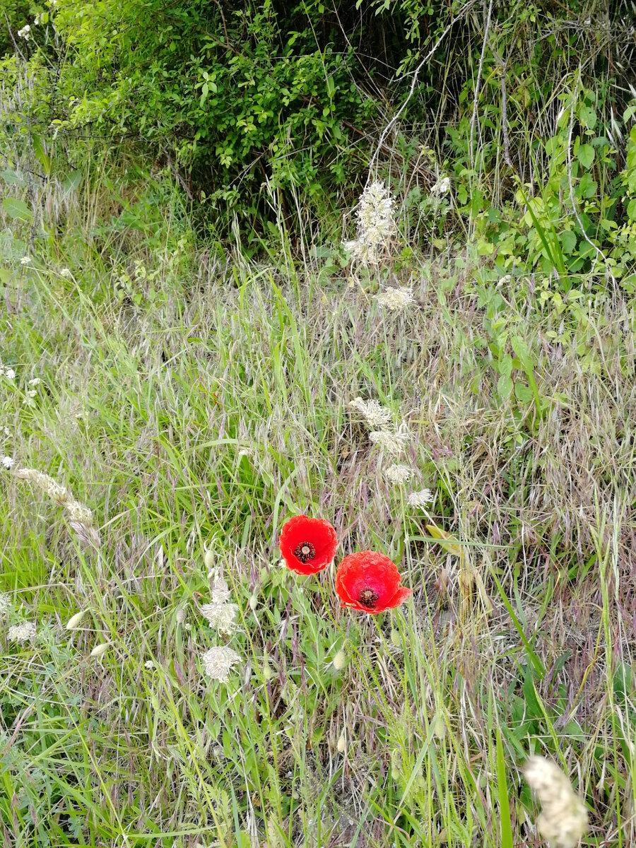 Обожаю маки! 