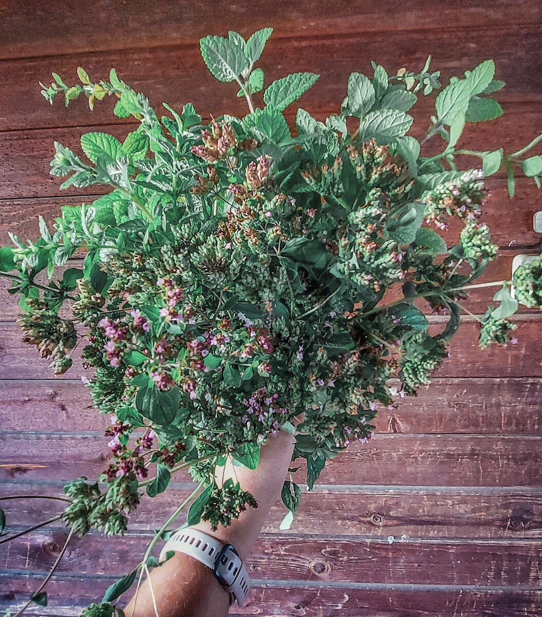 Душица, мята и шалфей всегда растёт на моем дачном участке. Они не только  полезны, но и превлекают пчёл и шмелей, котрые опыляют овощи на огороде. 