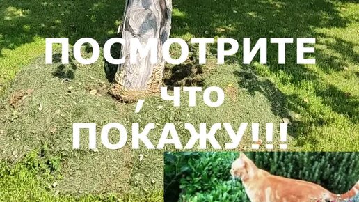 Есть время под солнцем | ПОСМОТРИТЕ ЧТО ПОКАЖУ!!! Что выросло на яблоне ...