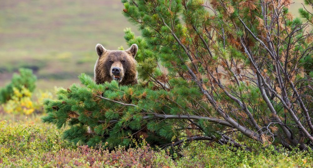 фото из интернета