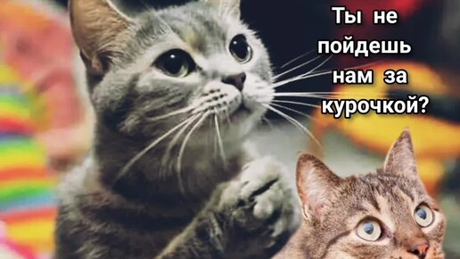 Кошки смешные, а ситуации типичные